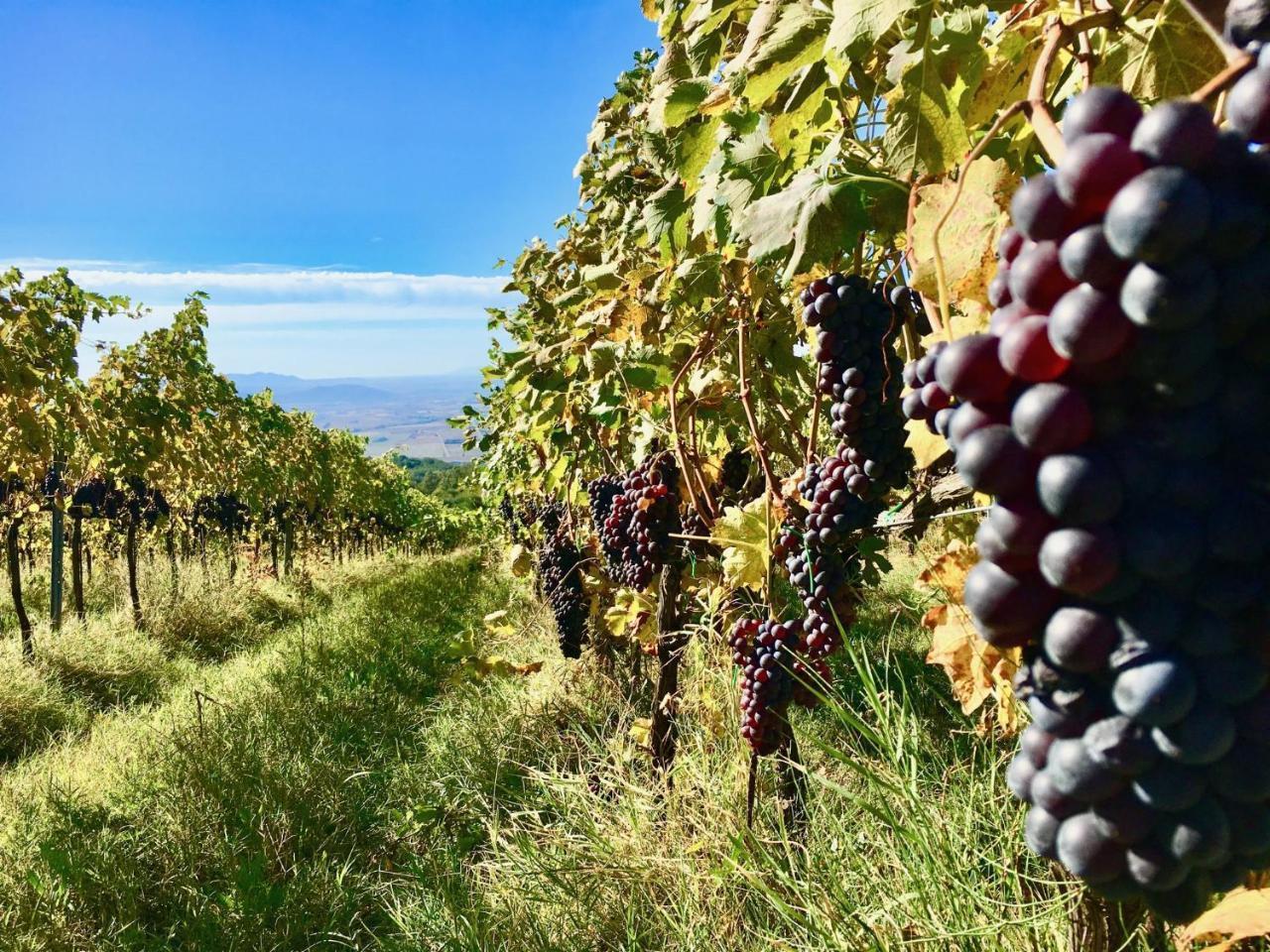 Valdonica Winery Fine Dine & Wine Hotel Sassofortino Экстерьер фото